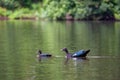 Muscovy ducks