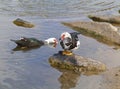 Muscovy ducks in a pool on Fuerteventura