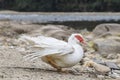 Muscovy ducks by the river Royalty Free Stock Photo