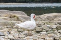 Muscovy ducks by the river Royalty Free Stock Photo