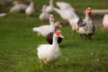 Muscovy ducks roaming on the grass in Organic Farm in Thailand.