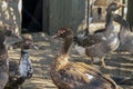 Muscovy ducks in the village backyard, free breeding of muscovy ducks in the village. Free-range poultry concept Royalty Free Stock Photo