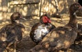 Muscovy ducks are found in a traditional rural barn. Free-range poultry concept Royalty Free Stock Photo