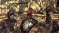 Muscovy ducks are found in a traditional rural barn. Free-range poultry concept Royalty Free Stock Photo