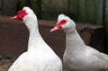 Muscovy ducks (Cairina moschata) in the farmyard