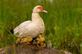 Muscovy white duck sitting on a rock in the grass breeding with small ducks ducklings