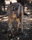 Muscular adult kangaroo in a herd