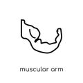 Muscular arm icon. Trendy modern flat linear vector Muscular arm Royalty Free Stock Photo