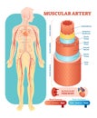 Muscular artery anatomical vector illustration cross section. Circulatory system blood vessel diagram scheme.