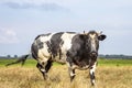 Muscular Belgian blue beef cow, black white and horns, oncoming walking in a meadow looking Royalty Free Stock Photo