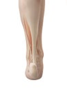 muscular foot anatomy