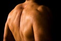 Muscular male back Royalty Free Stock Photo