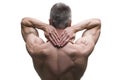 Muscular middle-aged man posing on white background, isolated studio shot, back view