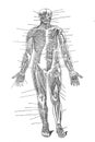 Muscular system anatomy of the human body / Vintage and Antique illustration from Petit Larousse 1914