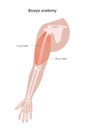 Muscular system arms