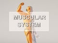 Muscular system of human body. Muscle anatomy. Musculature structure of skinless model