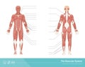 The muscular system Royalty Free Stock Photo