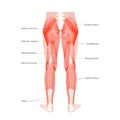 Muscular system legs Royalty Free Stock Photo