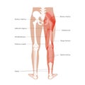 Muscular system legs Royalty Free Stock Photo