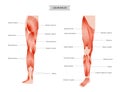 Muscular system legs Royalty Free Stock Photo