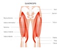 Muscular system legs