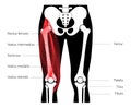 Muscular system legs