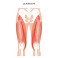Muscular system legs Royalty Free Stock Photo