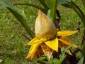 Musella lasiocarpa, golden lotus banana, chinese yellow banana, yellow banana flower