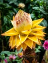 Musella lasiocarpa, known as Chinese dwarf banana, golden lotus banana or Chinese yellow banana, yellow extraordinary flower