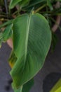 Musella lasiocarpa musaceae leaf of golden lotus banana plant from yunnan china