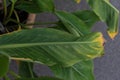 Musella lasiocarpa musaceae leaf of golden lotus banana plant from yunnan china