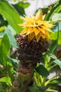 Musella lasiocarpa yellow flower from a chinese dwarf banana tre