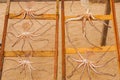 Museum of dry fish, outdoors, on the beach of NazarÃÂ© in Portugal, keeps the tradition of drying the fish for the days of scarcity