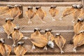 Museum of dry fish, outdoors, on the beach of NazarÃÂ© in Portugal, keeps the tradition of drying the fish for the days of scarcity