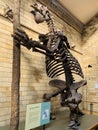 The Natural History Museum in London exhibits a vast range of specimens from various segments of natural history