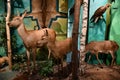 Museum of Hunting and Horsemanship at Royal Lazienki Museum in Warsaw, Poland