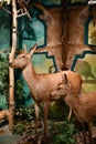 Museum of Hunting and Horsemanship at Royal Lazienki Museum in Warsaw, Poland