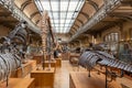 Museum of Natural History, Paris, France, Gallery of Evolution Royalty Free Stock Photo