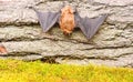 Museum of nature. Mammals naturally capable of true and sustained flight. Eyes bat species small poorly developed. Bat Royalty Free Stock Photo