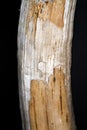 Museum piece of elephant`s tusk