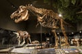 EDITORIAL, 12 July 2017, Bozeman Montana, Museum of the Rockies, Tyrannosaurus Rex Fossil Exhibit Royalty Free Stock Photo