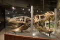 EDITORIAL, 12 July 2017, Bozeman Montana, Museum of the Rockies, Tyrannosaurus Rex Fossil Exhibit Royalty Free Stock Photo