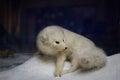 Museum stuffed arctic fox