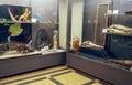 Museum of Zoology in Rome, Italy