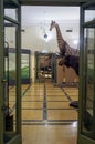 Museum of Zoology in Rome, Italy