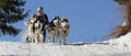 Dog sledding winter race, Zuberec, Slovakia, Mushing Royalty Free Stock Photo