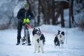 Musher with border collie dogs Royalty Free Stock Photo