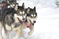 Musher dogteam driver and Siberian husky at snow winter competition race in forest.