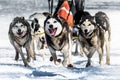 Musher dogteam driver and Siberian husky at snow winter competition race in forest Royalty Free Stock Photo