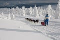 Musher and her dogsled